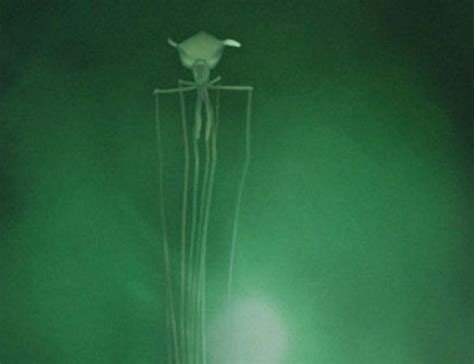 WATCH: The Bigfin Squid Will Haunt Your Dreams