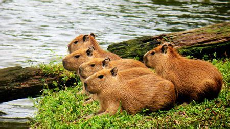 Brazilian wildfires damage habitats of native capybaras - CGTN