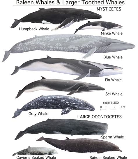 whale types at DuckDuckGo | Types of whales, Whale, Fin whale