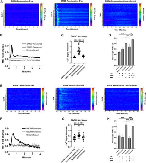 Dectin-1 multimerization and signaling depends on fungal β-glucan ...