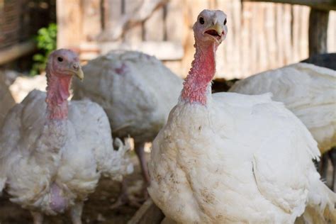 About Broad Breasted White Turkeys: The #1 Turkey Meat Producer