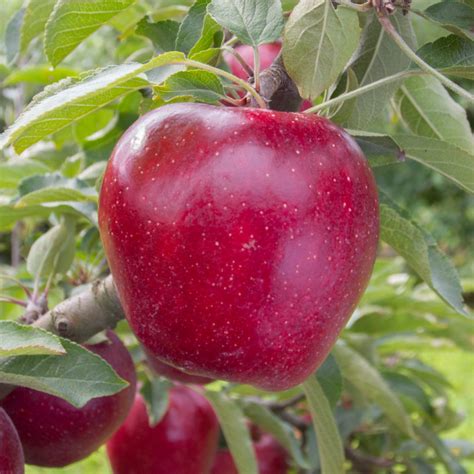 Red Delicious Apples | D & D Gilbert Orchards | Our