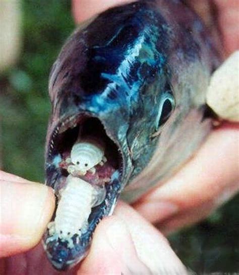 The Tongue Eating Louse is a gross parasite living in a fish’s mouth ...