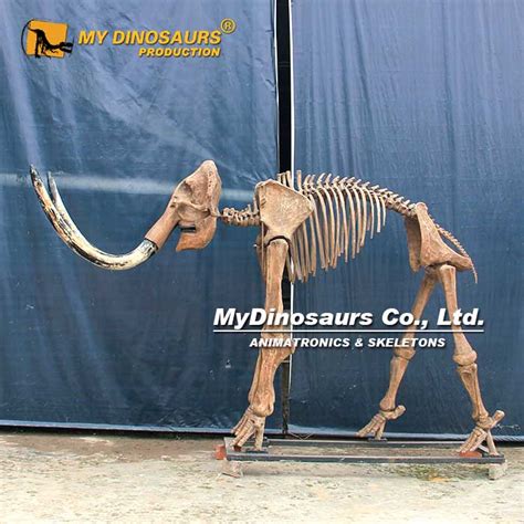 AS-062 Full Size Mammoth Skeleton for Sale | My Dinosaurs