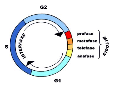 Mitosis