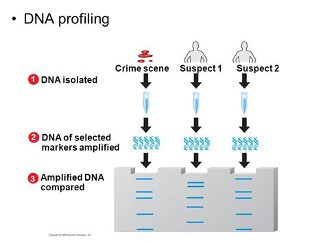 Topic 3.5: Genetic Engineering and Biotechnology - AMAZING WORLD OF ...