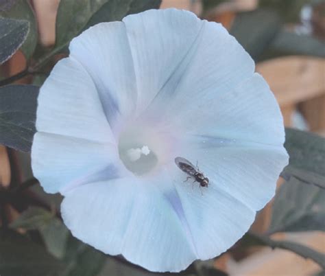 Morning Glory Ismay Seeds Ipomoea Tricolor Seeds