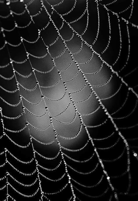 patterns in nature images - Google Search | White photography, Black and white landscape, Black ...