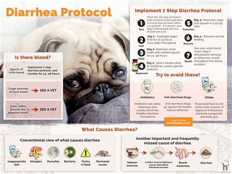 Stop diarrhea, IBD & leaky gut in dogs, naturally | Dr. Peter Dobias