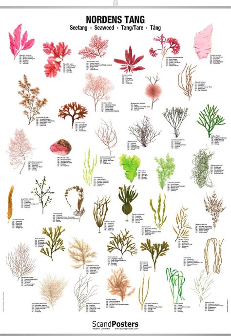 Seaweed Types | ubicaciondepersonas.cdmx.gob.mx