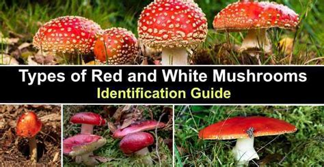 Types of Red and White Mushrooms (With Pictures) - Identification Guide