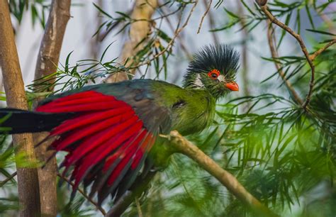 10 aves exóticas que son únicas por su belleza. - Va a gustarme