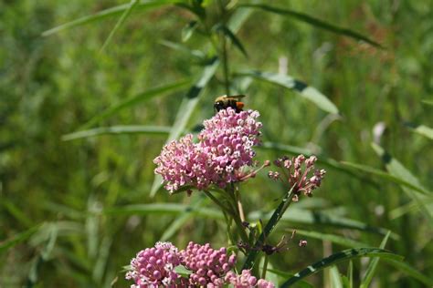 Milkweed, Swamp | Hamilton Native Outpost