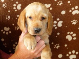 Golden Spanador Pup | Puppies, Dog friends, Pets