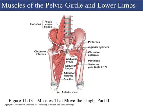 Pelvic girdle muscles Diagram | Quizlet