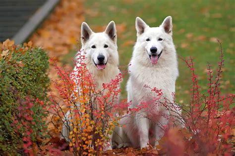 White Swiss Shepherd | Breed Information, Pictures & Facts