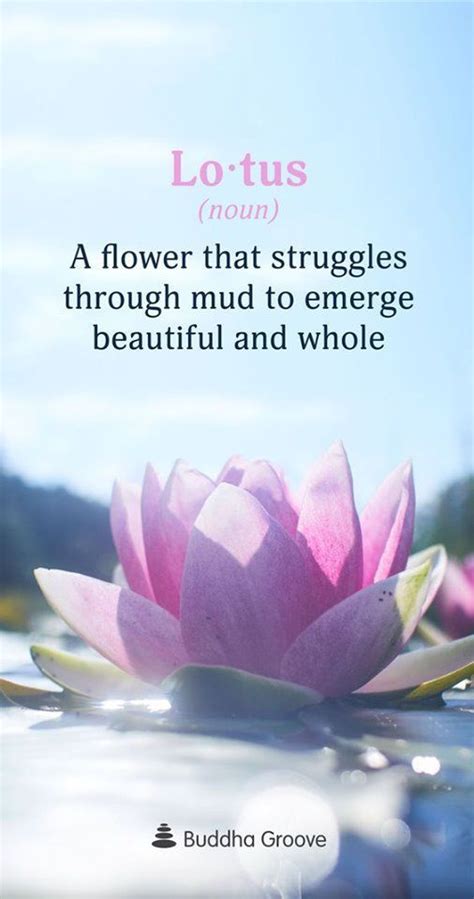 Lotus Flower Quotes Sayings