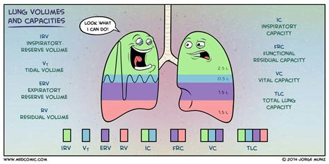 Lung volume & capacities... (Note: Residual volume ~ 1200ml) Nursing School Studying, Nursing ...