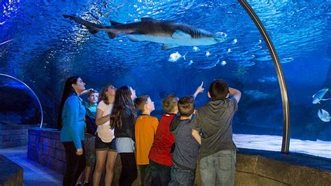 SEA LIFE Minnesota Aquarium | Mall of America®