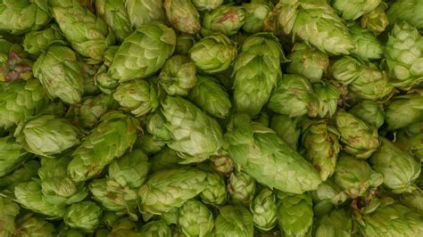 Homegrown cascade hops - Buy Royalty Free 3D model by yelizegi ...