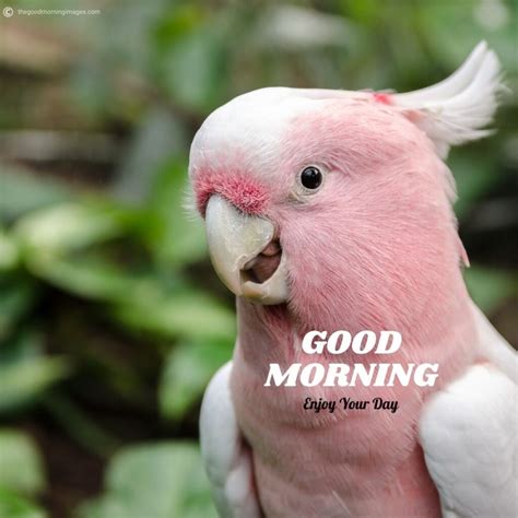 50+ Best Good Morning Birds Images To Wish Anyone [2020]