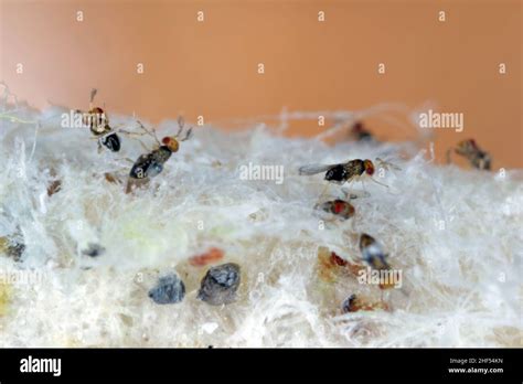 Trichogramma egg parasitoids are successfully used for biological ...