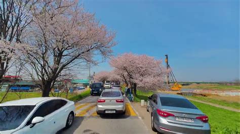 Jeonju Cherry Blossom DriveCherry Blossom Tunnel - YouTube