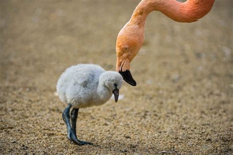 American Flamingo (Phoenicopterus ruber) - Lifestyle, Diet, and More