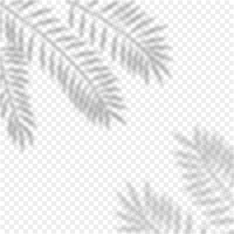 Palm Leaves Shadow PNG Picture, Aesthetic Palm Leaves Shadow Overlay ...