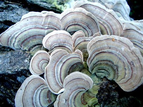 Regrowth | fungus on a fallen log | Steve Jurvetson | Flickr