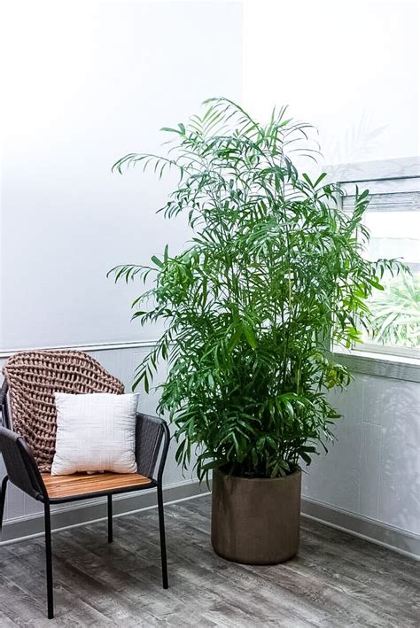 Bamboo Palm Care Guide | PLANTZ Bamboo Palm Best Care | Bamboo palm, Palm house plants, Palm ...