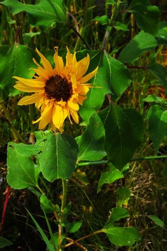 Kansas State Flower | The Helianthus or Wild Native Sunflowe… | Flickr