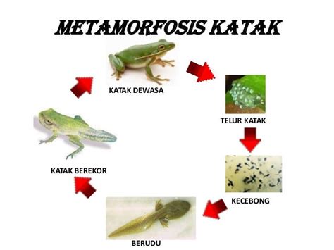 Tahapan Lengkap Proses Metamorfosis Katak Gambar - Riset