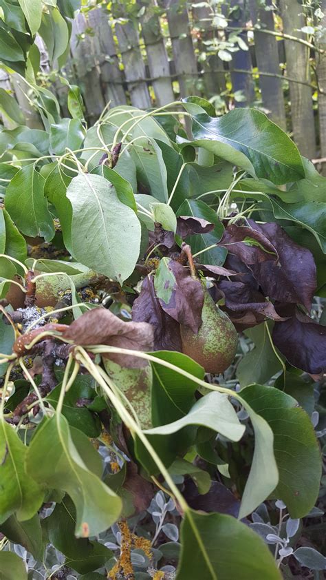 Leaves Turning Black On Pear Tree / For the treatment of iron starvation.