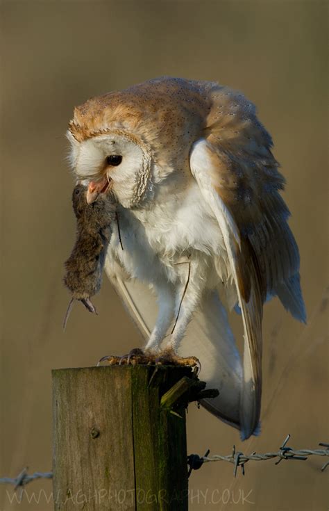 Barn Owl with Prey by Tony House - Photo 5647513 / 500px