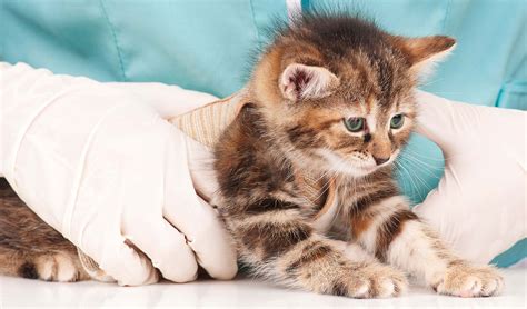 Cat Worms: Symptoms And Deworming Information For Cats And Kittens