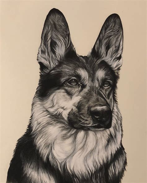 Realistic Dog Drawings | ubicaciondepersonas.cdmx.gob.mx