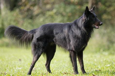 Belgian Sheepdog - Dog Breed Standards