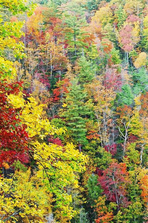 North Carolina Fall Colors Photograph by Willie Harper - Fine Art America