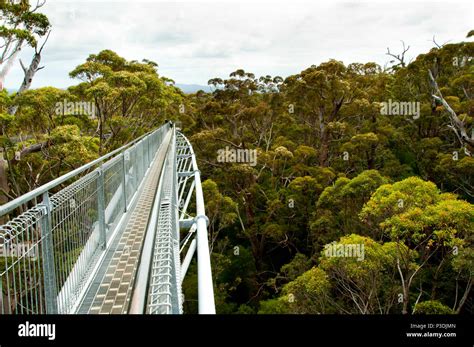 Tree Top Walk - Walpole - Australia Stock Photo - Alamy