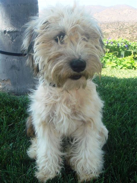 terrier mix | 10 Month Old Wheaten Terrier Mix | Terrier mix, Wheaton terrier, Pet adoption