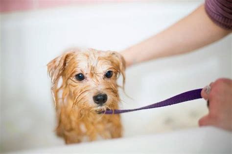 How Much Does Petco Grooming Cost? Dissecting the Numbers | KamCord