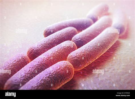 Shigella sonnei Bacteria Stock Photo - Alamy