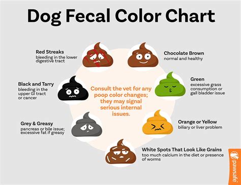 Why is My Dog’s Poop Yellow? 9 Reasons & When to Worry – PawSafe