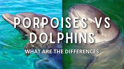 Porpoises vs Dolphins ? What are The Differences