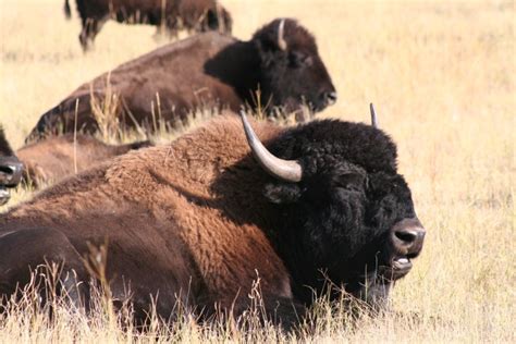 Blue Roads to Hiking Trails: Custer State Park Wildlife Loop