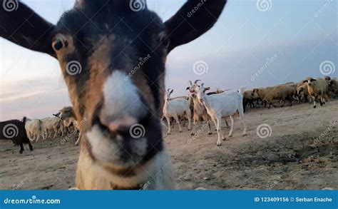 Curious Goat And Goat Herd Royalty-Free Stock Image | CartoonDealer.com #123409156