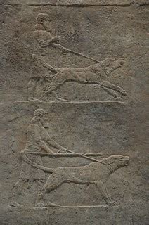 Sculpted reliefs depicting Ashurbanipal, the last great As… | Flickr