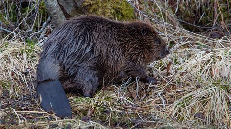 bever – Store norske leksikon