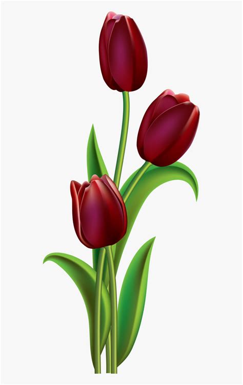 Transparent Red Tulip Clipart - Easy Tulip Flower Painting, HD Png ...